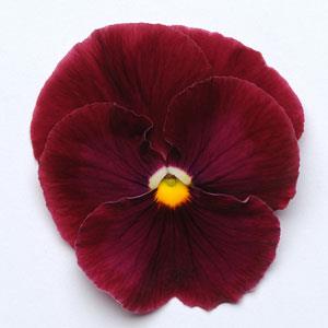 Виола виттрока (Viola wittrockiana)