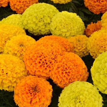 Бархатцы прямостоячие (Tagetes erecta)
