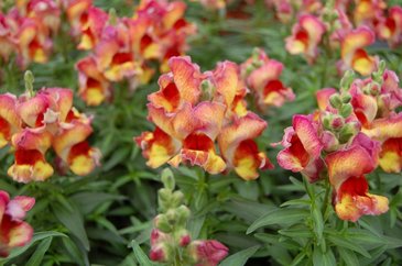 Львиный зев (Антирринум) большой (Antirrhinum majus)