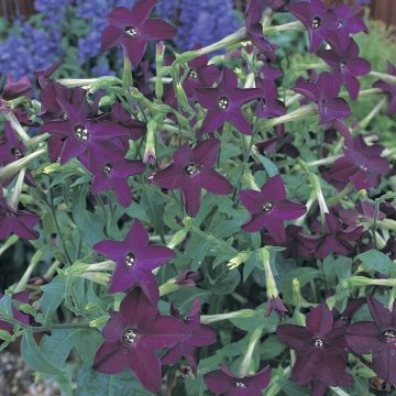 Табак Сандера (Nicotiana x sanderae)