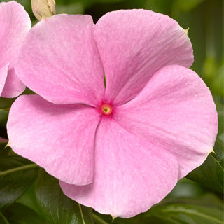Катарантус розовый (Vinca rosea)