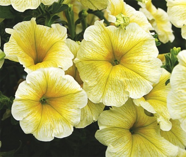 Петуния ампельная гибридная (Petunia x hybrida)