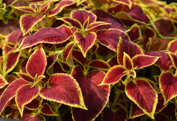 Колеус гибридный (Coleus х hybrida)