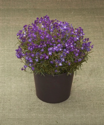 Льнянка марокканская (Linaria maroccana)