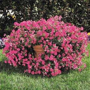 Петуния ампельная гибридная (Petunia х hybrida)