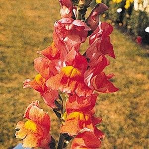 Львиный зев (Антирринум) большой (Antirrhinum majus)