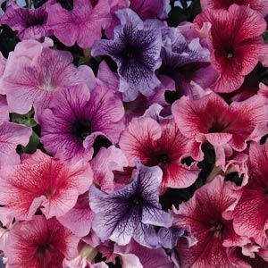 Петуния крупноцветковая (Petunia grandiflora)