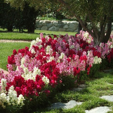 Львиный зев (Антирринум) большой (Antirrhinum majus)