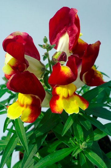 Львиный зев (Антирринум) большой (Antirrhinum majus)