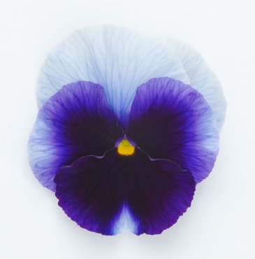 Виола виттрока (Viola wittrockiana)