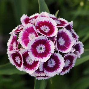 Гвоздика турецкая (Dianthus barbatus)