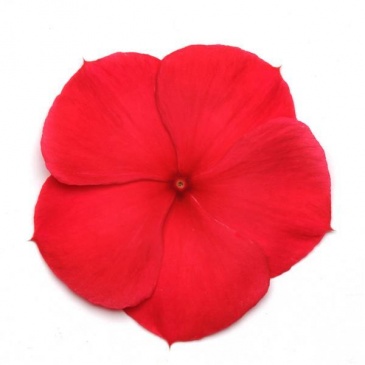 Катарантус розовый (Vinca rosea)