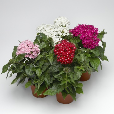 Пентас ланцетовидный (Pentas lanceolata)