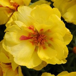 Портулак крупноцветковый (Portulaca grandiflora) Портулак крупноцветковый (Portulaca grandiflora)