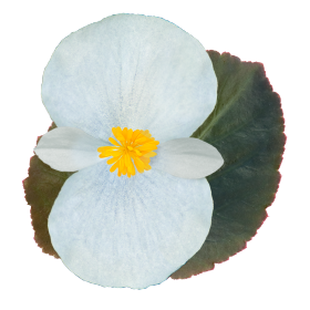 Бегония гибридная (бронзовая листва) (Begonia benariensis)