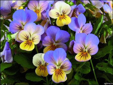 Виола рогатая (Viola cornuta)