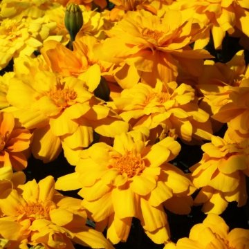Бархатцы отклоненные (Tagetes patula)