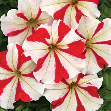 Петуния крупноцветковая (Petunia grandiflora)