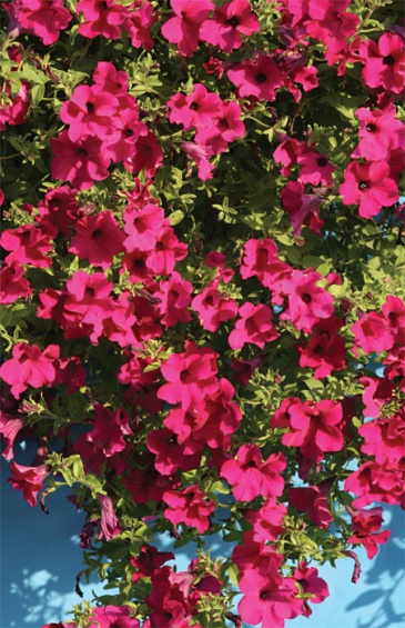 Петуния ампельная гибридная (Petunia x hybrida)