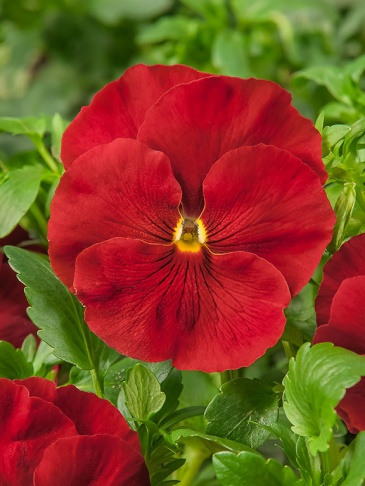 Виола Виттрока (Viola wittrockiana)