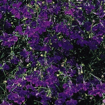 Лобелия ежевидная ампельная (Lobelia erinus)