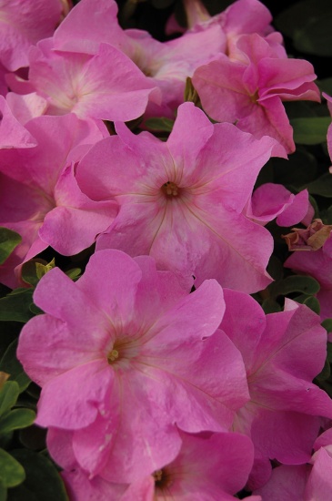 Петуния крупноцветковая (генетически компактная) (Petunia grandiflora)