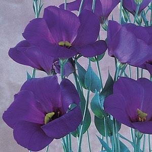 Лизиантус (Эустома) крупноцветковый (Lisianthus grandiflorum)