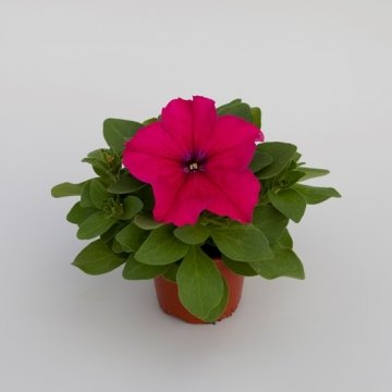 Петуния крупноцветковая (генетически компактная) (Petunia grandiflora)