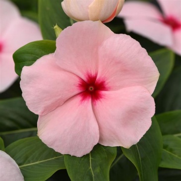 Катарантус розовый (Vinca rosea)