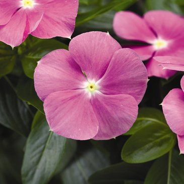 Катарантус розовый (Vinca rosea)