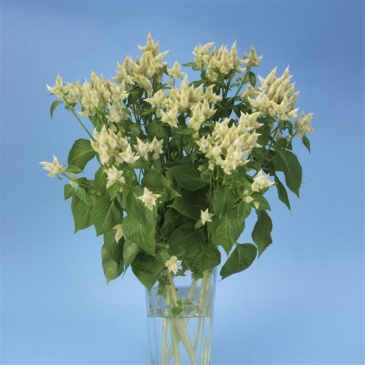 Целозия колосистая (перистая) (Celosia spicata)