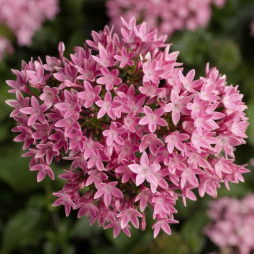 Пентас ланцетовидный (Pentas lanceolata)