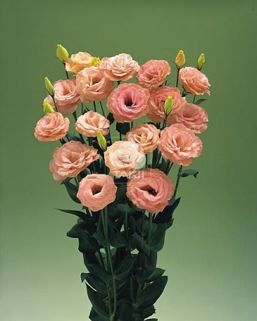 Лизиантус (Эустома) крупноцветковый (Lisianthus grandiflorum)