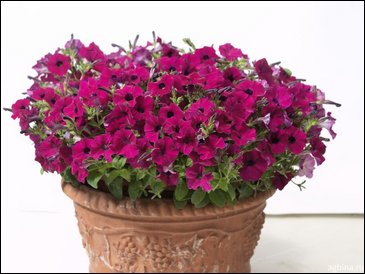 Петуния ампельная гибридная (Petunia x hybrida)