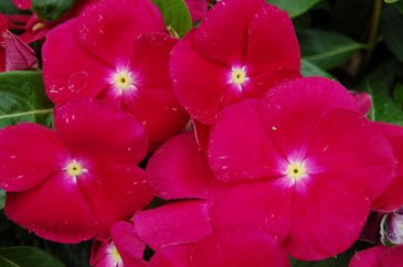 Катарантус розовый (Vinca rosea)
