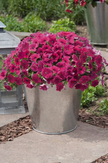 Петуния ампельная гибридная (Petunia х hybrida)