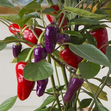Перец летний (Capsicum annuum)
