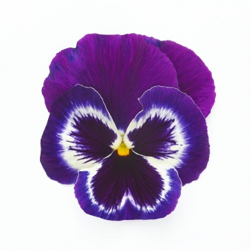 Виола виттрока (Viola wittrockiana)