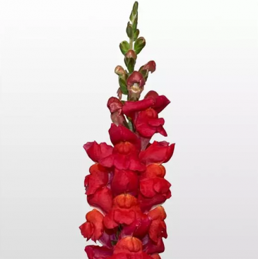 Львиный зев (Антирринум) большой (Antirrhinum majus)