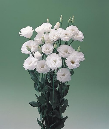 Лизиантус (Эустома) крупноцветковый (Lisianthus grandiflorum)