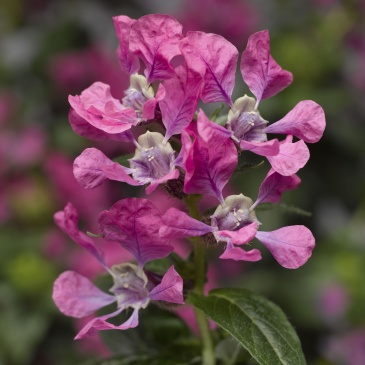 Куфея Ллавея (Cuphea llavea)