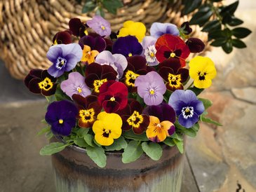 Виола рогатая (Viola cornuta)