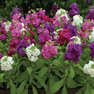 Левкой седой (Matthiola incana)