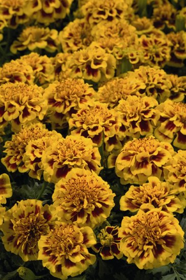 Бархатцы отклоненные (Tagetes patula)