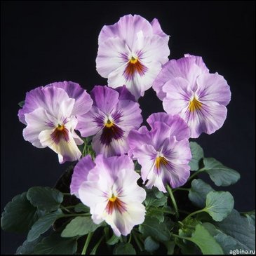 Виола гибридная (Viola wittrockiana x cornuta)