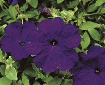 Петуния многоцветковая (Petunia multiflora)