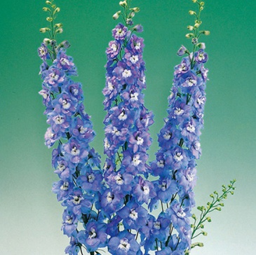 Дельфиниум высокий (Delphinium elatum)