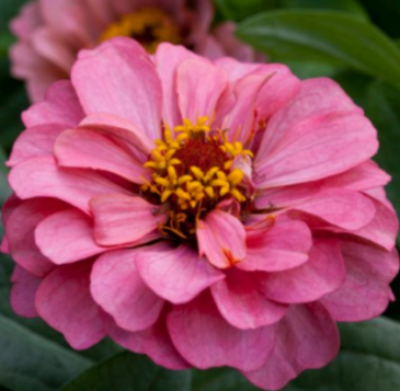 Цинния изящная (Zinnia elegans)