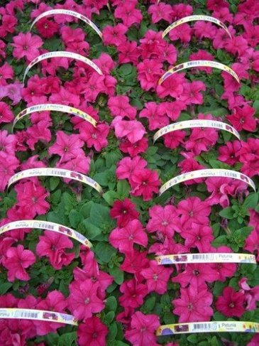 Петуния крупноцветковая (генетически компактная) (Petunia grandiflora)