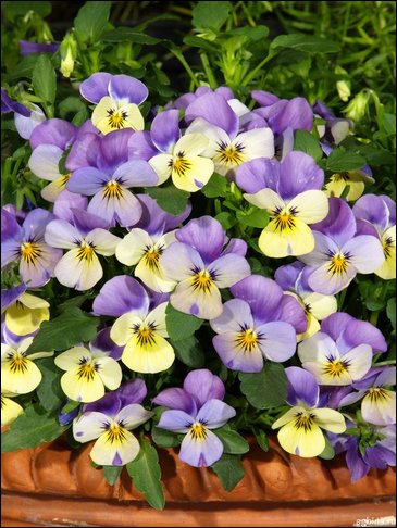 Виола рогатая (Viola cornuta)